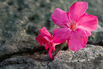 Un fiore tra le rocce