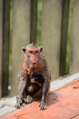 Monkey Asia  in Thailand