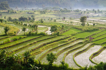 Rice fields in the neighbourhood of Tirta Gangga, Bali, IDN