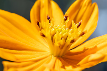 Fototapeta premium Background macro close up of a bright orange and yellow beautiful flower Sulphur Cosmos.
