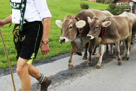 Traditioneller Almabtrieb