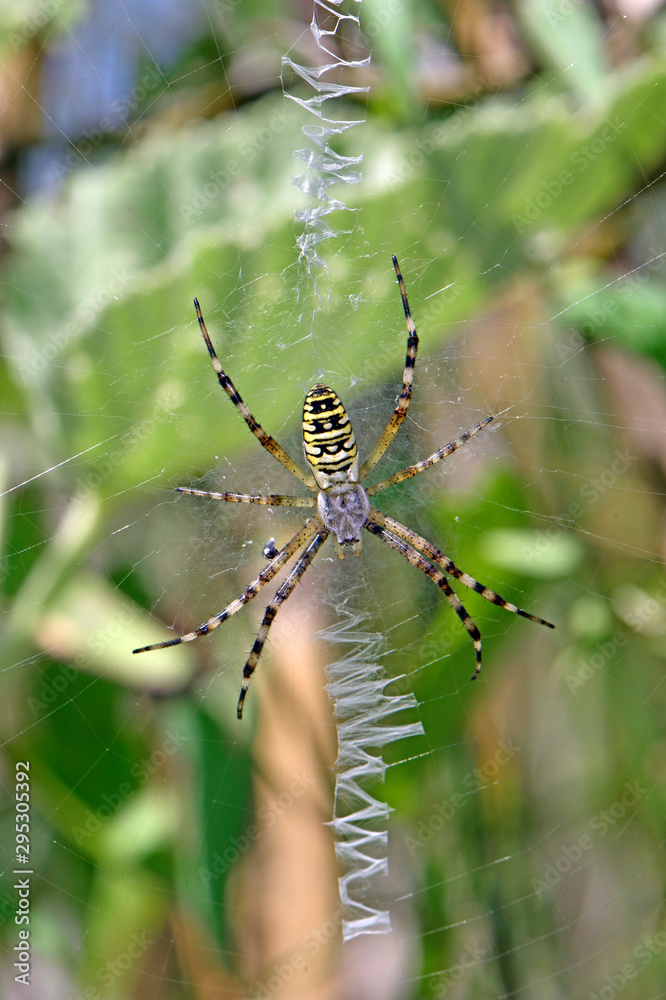 Poster Wespenspinne / Zebraspinne (Argiope bruennichi) - wasp spider