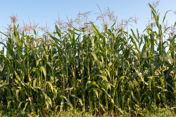 Organic vegetable garden, Agriculture with permaculture gardening principles at countryside