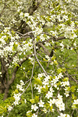 white flowers of apple tree in spring