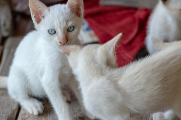 A cute and fluffy white cat