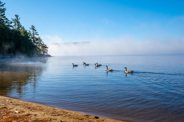 Flock of Wild Canada Geese Swimming in Lake of Two Rivers, Algonquin Park, in the Morning Mist