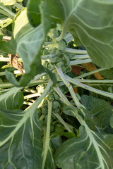 The Brussels sprout cabbage plant growing in organic permaculture garden
