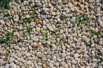 The white pebble and grass