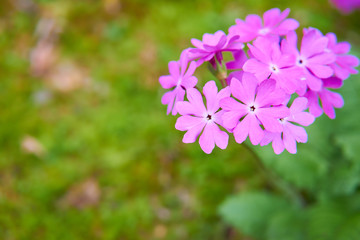 Fototapeta premium 日本サクラソウの花
