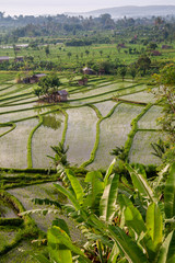 Rice fields in the neighbourhood of Tirta Gangga, Bali, IDN
