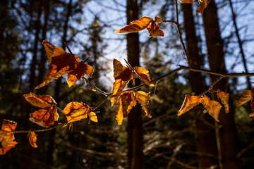 amazing brown leaf during sunset. macro photography of a leaf during fall in austria with a great sunset in the background. autumn leaf during sunset. brown leaf in autumn on a tree with the sun