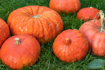 Seven orange pumpkins lie on the green grass, side view from above
