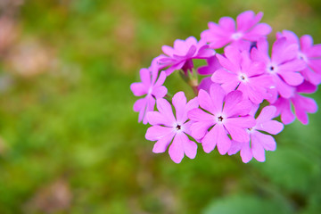日本サクラソウ　ピンク色