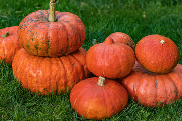 Eight orange pumpkins lie on the green grass, side view from above