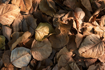The dry leaves under tree shade