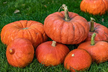 Big and small orange pumpkins lie in a heap on green grass, side view from above