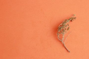 thyme branch on colorful background
