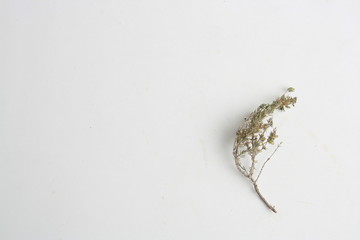Obraz premium thyme branch on colorful background