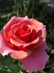 red rose in garden