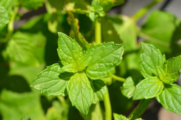 Mint leaves