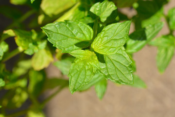 Fototapeta na wymiar Mint leaves