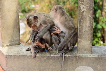 Monkey Asia  in Thailand