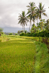 Fototapeta na wymiar Rice fields in the neighbourhood of Tirta Gangga, Bali, IDN