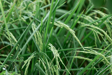 Rice grains in green fields in rural areas of Thailand
