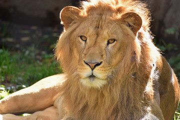 ライオン