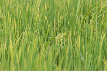 Rice grains in green fields in rural areas of Thailand