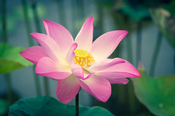 The beautiful pink lotus in the pond has a green leaf background.