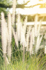 Beautiful white grass and light breeze