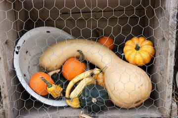 Various pumpkins as a decoration in autumn