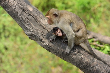Monkey Asia Thailand