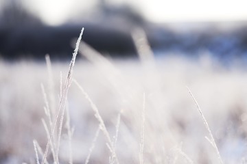 Frozen meadow sparkling in sunrise light, dry grasses covered with frost at winter morning