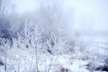 Frozen plants closeup at winter cloudy morning, winter background