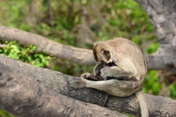 Monkey Asia Thailand
