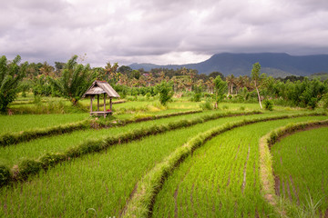 Naklejka premium Rice fields in the Neigbourhood of Tirta Gangga, Bali, IDN