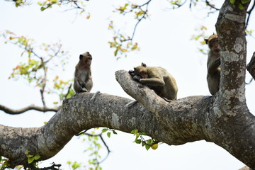 Monkey Asia  in Thailand