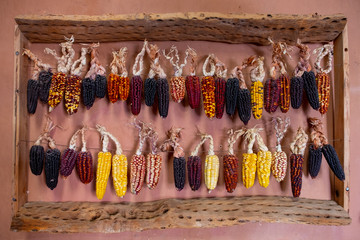 Gran variedad de mazorcas, maíz de colores, Sur América
