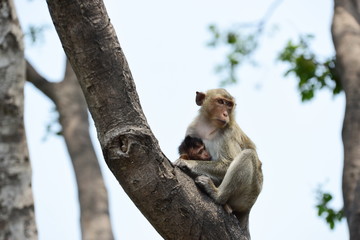 Monkey Asia Thailand