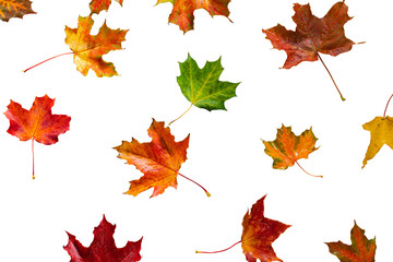 beautiful autumn colorful maple leaf on white isolated background