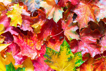 maple leaves close up beautiful colorful autumn background