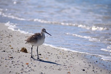 Background of a Sandpiper walking  on the beach
