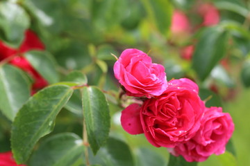 薔薇　ばら　エルベショーン