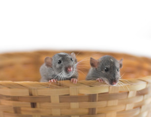 2020 rat, two mice in a basket for the new year according to the Chinese calendar.