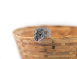Fototapeta na wymiar 2020 rat, mouse in a basket for the new year according to the Chinese calendar.