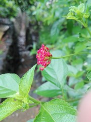 strawberry on a branch