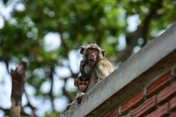 Monkey Asia Thailand