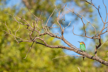 European bee-eater ( Merops apiaster ) sitting on a branch, Welgevonden Game Reserve, South Africa.
